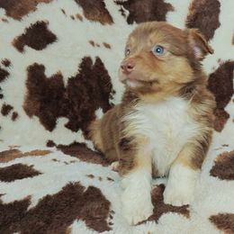 Chewie - Red tri-color Australian Shepherd puppy in Amarillo, Texas from Luna’s Mini Aussies