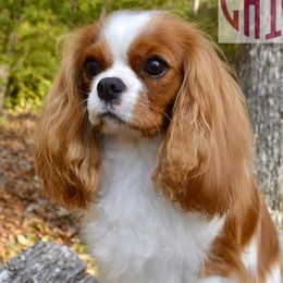 Willow - Cavalier King Charles Spaniel