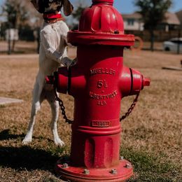 German Shorthaired Pointer Puppies from Dem Feuerhaus Gun Dogs