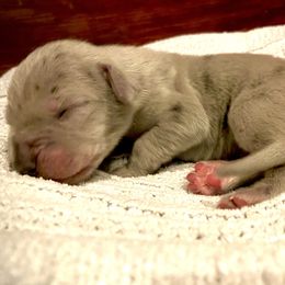 Great Dane Puppies from Alchemy Danes