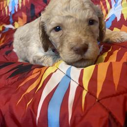 Charlie (Pink Collar) - Cream female Labradoodle puppy in Toledo, Washington from Bigfoot Doodles
