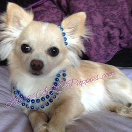 Chihuahua Puppies from Kiara's AKC Chihuahuas of Michigan