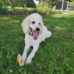 Goldendoodles and Poodles from Auburn Hills Doodles & Poodles