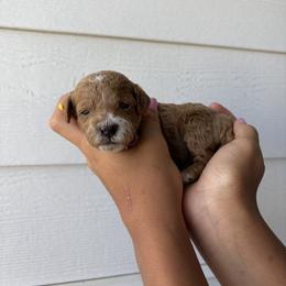 Bonnie - Apricot female Goldendoodle puppy in Katy, Texas from Sweet T Doodles