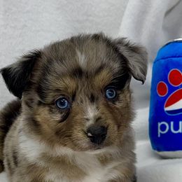 Pupsi - Blue merle male Miniature American Shepherd puppy in South Branch, Michigan from Ross Ranch Mini and Standard Aussie's