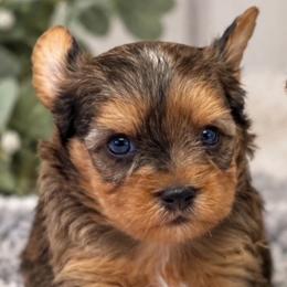 Cookie - Sable male Yorkshire Terrier puppy in Navarre, Florida from KAYY services