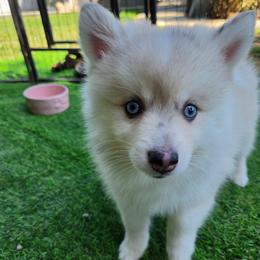 Olive - Merle female Pomsky puppy in La/Oc, California from SoCal Pomskies LLC