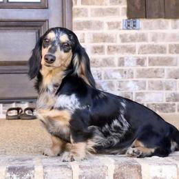 Girl 1 - Dapple female Dachshund puppy in Pontotoc, Mississippi from Doubletake Doodles & Dachshunds
