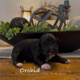 Orchid - Black and white female Aussiedoodle puppy in Cartersville, Georgia from Simply Blessed Doodles
