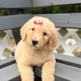 Maroon - Apricot female Goldendoodle puppy in Ranger, Georgia from Muscadine Meadows Poodles and Doodles