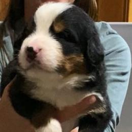 Blue Collar Male - Black rust and white male Bernese Mountain Dog puppy in Bristol, Tennessee from Holston Hollow Farm