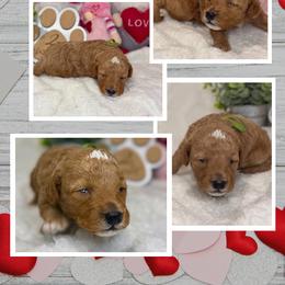 Aussiedoodle Puppies from Iron Doodles