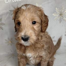 Brad - Apricot male Goldendoodle puppy in Eau Claire, Wisconsin from Fisher River Doodle's