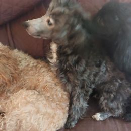 Sylvia - Black female Poodle puppy in Mc Dade, North Carolina from Toy Poodles of NC