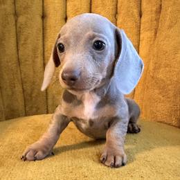 Dachshund puppies from River Bloom Mini Dachshunds
