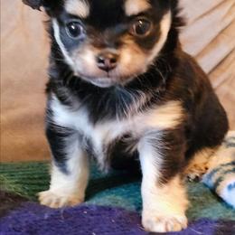 Aries AKC - Black and tan female Chihuahua puppy in Greenfield, Ohio from Paradise Chihuahua Kennel