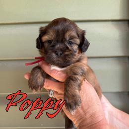 Poppy - Sable and white male Shih Tzu puppy in Joplin, Missouri from Loyal Tzu's