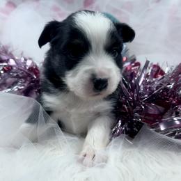 Ice - Black tri male Miniature Australian Shepherd puppy in Dysart, Iowa from Graceful Acres