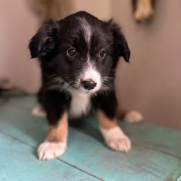 Briar Jean - Black tri female Miniature American Shepherd puppy in Bayard, Nebraska from Puppies by Alies