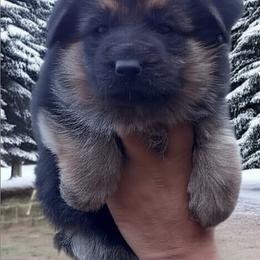 Female Puppy 2 - Bi-color female German Shepherd puppy in Pocono Ranch Lands, Pennsylvania from Vom Haus Pharoah German Shepherd