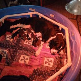 English Springer Spaniel Puppies from IV Springers of California