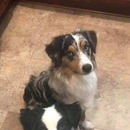 Miniature Australian Shepherds from TNT MINI AUSSIES
