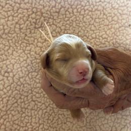 Ariat - Red  female Goldendoodle puppy in Chino Valley, Arizona from Bass Creek Doodles