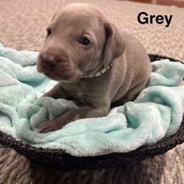Lola - Silver gray female Weimaraner puppy in Spartanburg, South Carolina from Palmetto State Weimaraners