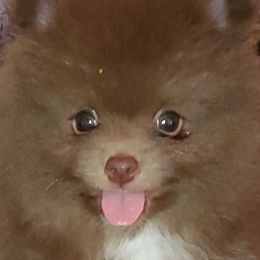 Boy 2 - Chocolate Pomeranian puppy in Fort Lauderdale, Florida from El'Cienna Poms