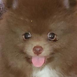 Boy 2 - Chocolate Pomeranian puppy in Fort Lauderdale, Florida from El'Cienna Poms