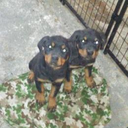 Rottweiler Puppies from Gregory Mulkey's Rottweilers
