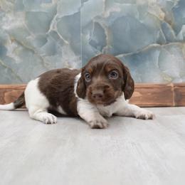 Brown Head Boy - Piebald male Dachshund puppy in Wichita, Kansas from Geta Long Little Doggie