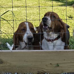 Basset Hound puppies from V's Southern Angels