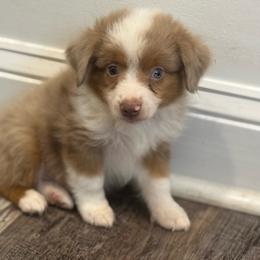 Tito - Red merle male Toy Australian Shepherd puppy in Ambrose, Georgia from Brandilyn's Aussies