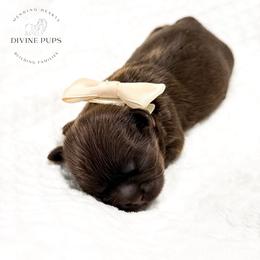 Franck - Chocolate male Shih Tzu puppy in League City, Texas from Divine Pups