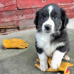 Todd - Black tri-color male Australian Shepherd puppy in Preston, Idaho from KC Bar Ranch Aussies