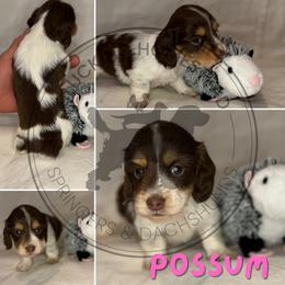 Possum - Piebald female Dachshund puppy in Fond Du Lac, Wisconsin from Clucking Homestead Springers & Dachshunds