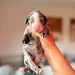 Pink - Merle female Bernedoodle puppy in Cold Spring, Minnesota from A.N.A. Doodles
