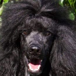 Poodles from Asha Poodles