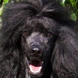 Poodles from Asha Poodles