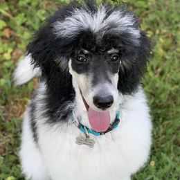 Cash - Poodle