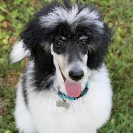 Cash - Poodle