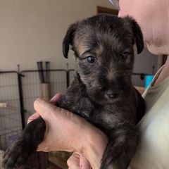 Boy 2 - male Lurcher puppy in St. Charles, Illinois from Ashir Kennels