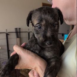 Boy 2 - male Lurcher puppy in St. Charles, Illinois from Ashir Kennels