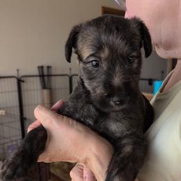 Boy 2 - male Lurcher puppy in St. Charles, Illinois from Ashir Kennels
