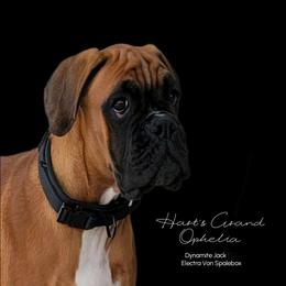 Ophelia - Boxer