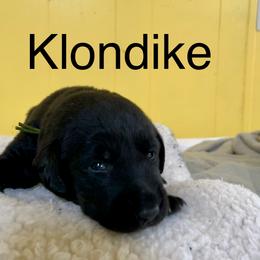 Klondike - Black male Labrador Retriever puppy in Mineral, Virginia from Canine Assist