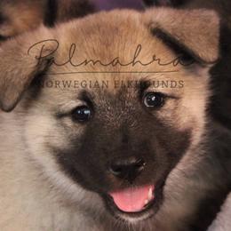 Norwegian Elkhounds from Palmahra