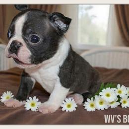Gilbert - Black and white male Boston Terrier puppy in North Central, Vermont from Windy Valley’s Bostons