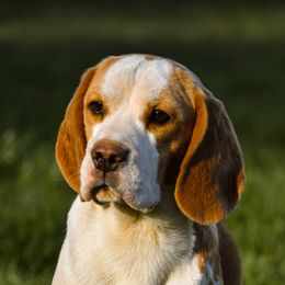 Aero - Beagle